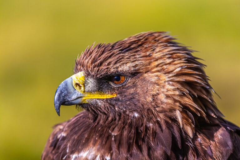 Blogserie – Raffiniert gefüttert: Wie Berkutschis ihre Steinadler leicht und jagdbereit halten