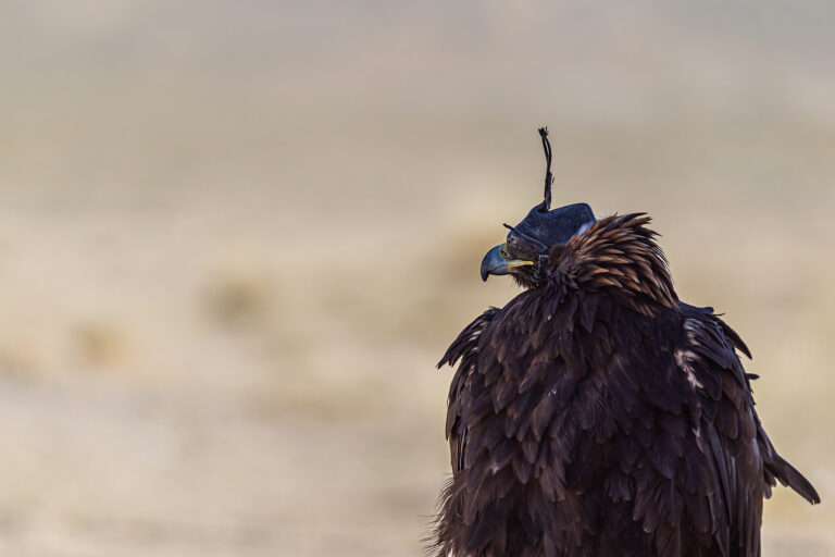 Blogserie – Die Legende auf dem Arm: Biologie und Leben des Steinadlers