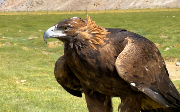 Das Gewölle des Steinadlers: Einblicke in Ernährung, Verdauung und Tradition der Adlerjäger im Altaigebirge