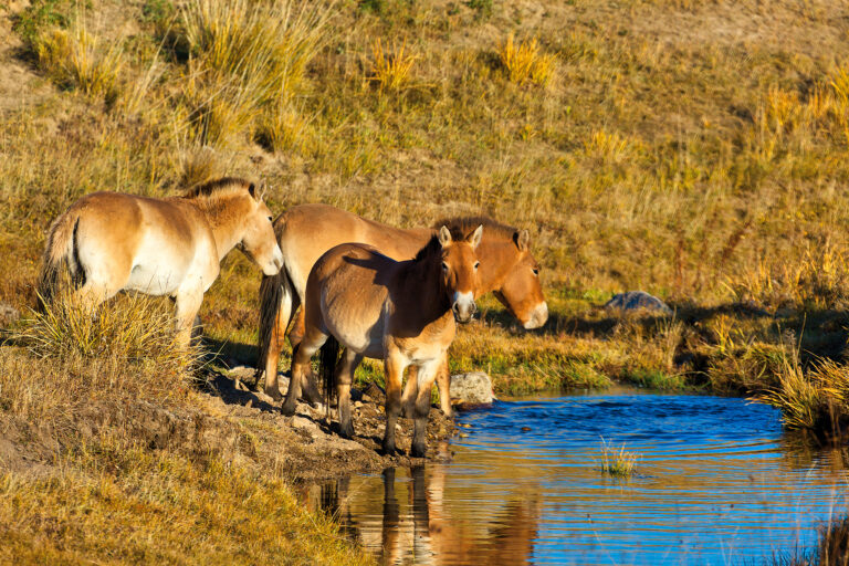 Khustai Nationalpark – Wildpferde & Naturerlebnis in der Mongolei